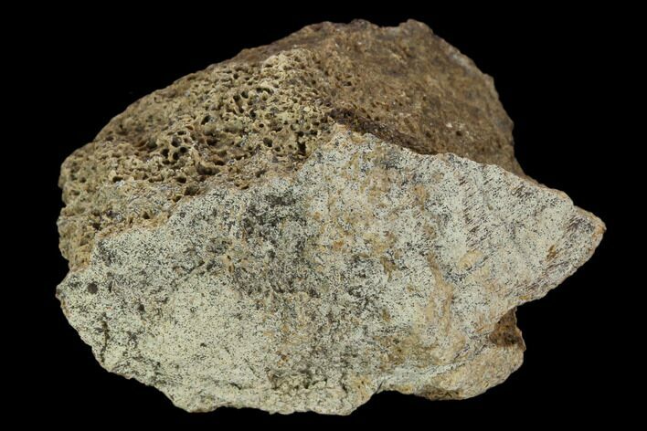 Fossil Triceratops Bone Section - North Dakota #117450